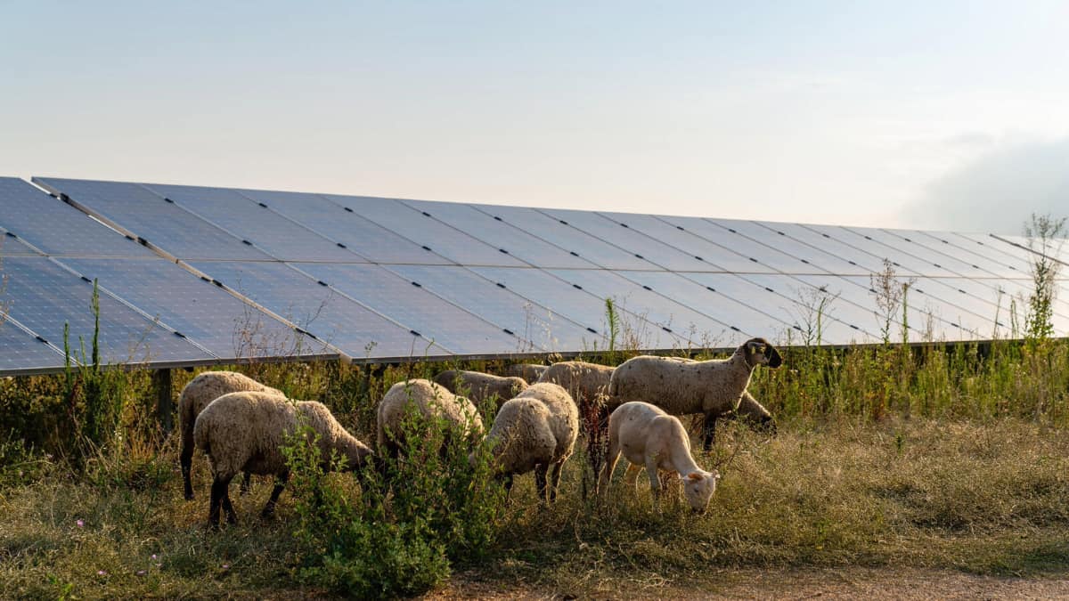 agrivoltaïsme