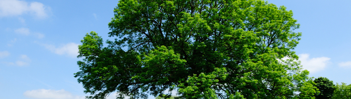 Frêne comme bois de chauffage