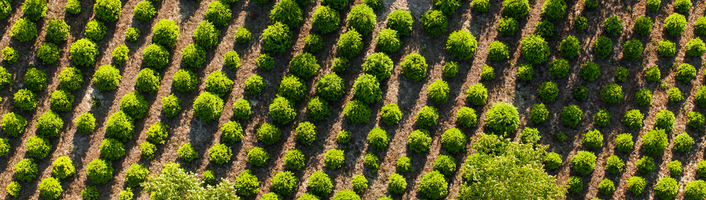 Plantation arbre