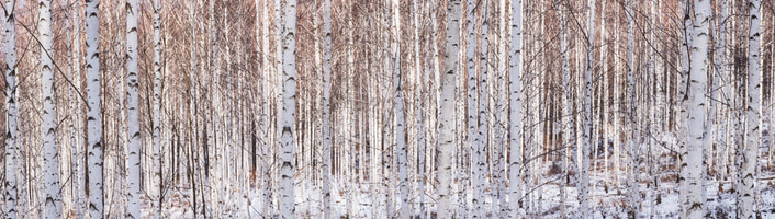 Bois de bouleau chauffage