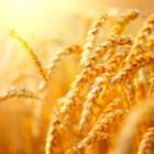 Comment fluctue le cours du blé ?