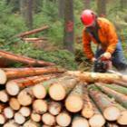 Production de bois énergie