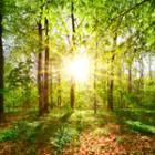 TotalEnergies investit dans les forêts