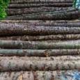 quelle-evolution-pour-le-prix-du-bois-de-chauffage-en-2022-image