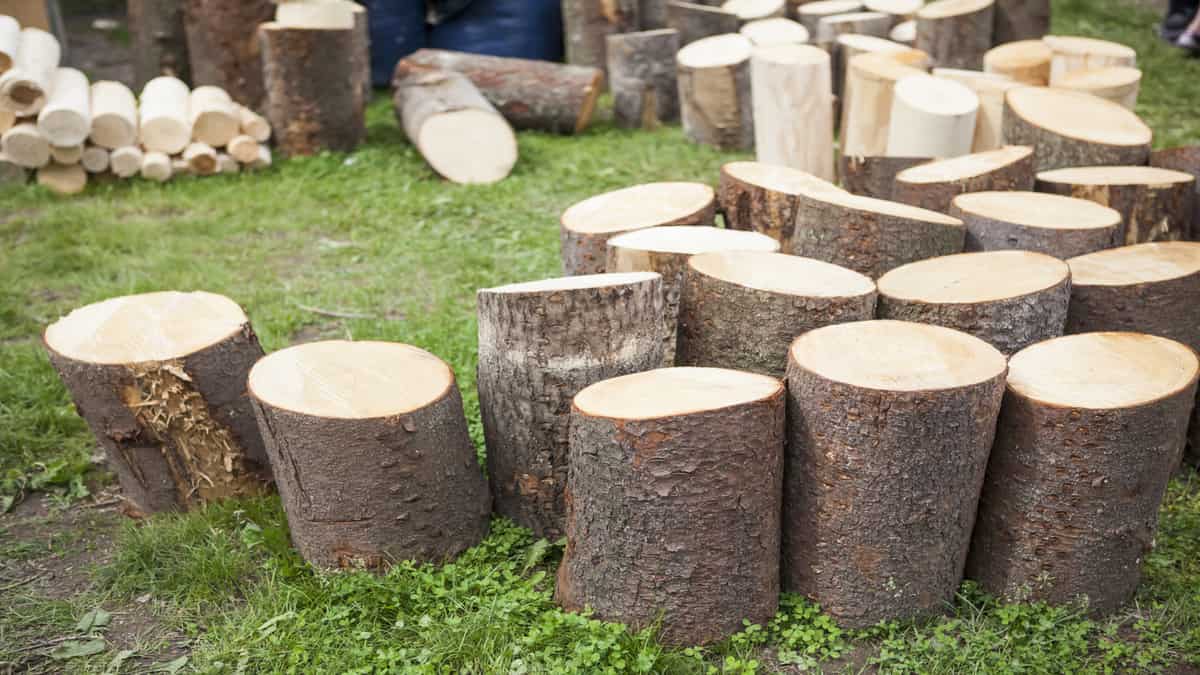 Le prix pour un stère de bois